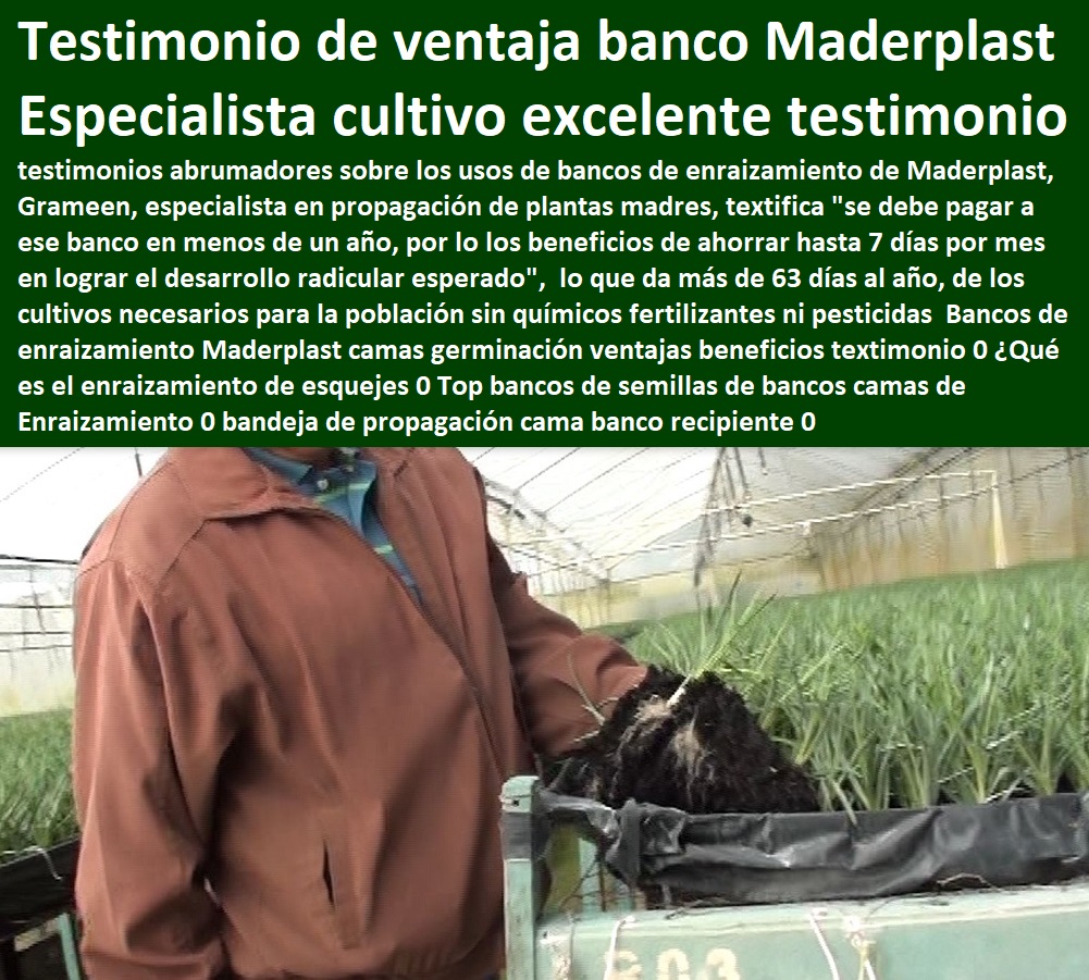 Bancos de enraizamiento Maderplast camas germinación ventajas beneficios textimonio 0 ¿Qué es el enraizamiento de esquejes 0 Top bancos de semillas de bancos camas de Enraizamiento 0 bandeja de propagación cama banco recipiente 0 Bancos de enraizamiento Maderplast camas germinación ventajas beneficios textimonio 0 ¿Qué es el enraizamiento de esquejes 0 Top bancos de semillas de bancos camas de Enraizamiento 0 bandeja de propagación cama banco recipiente 0 INVERNADEROS, SEMILLEROS, BANCOS DE SIEMBRA, Hidroponía, Agricultura, Cosecha, Poscosecha, Tutores para Flores cable vía Bananas Aromáticas, Cultivos Tecnificados, 